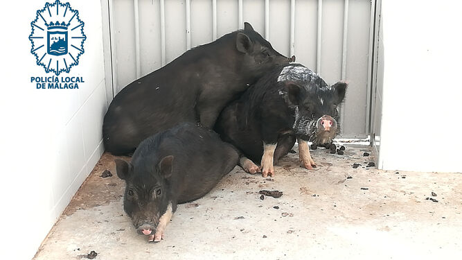 Cerdos vietnamitas capturados por la Policía Local en Málaga.