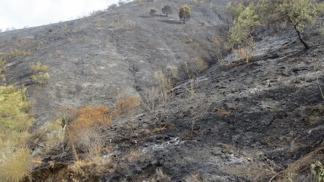 Zona del incendio forestal en el paraje Carvajal de Málaga.