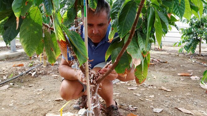 El investigador Iñaki Hormaza junto a una de las plantas de cacao que estudia en La Mayora.