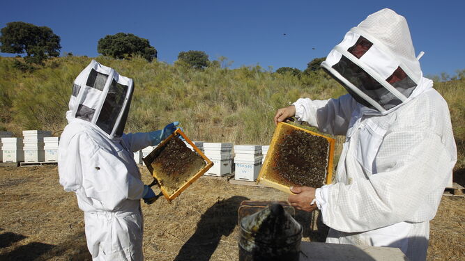 Apicultores  con unas colmenas de abejas