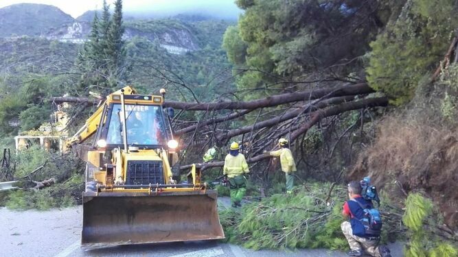 Agentes del Infoca retiran un árbol sobre una carretera en Ojén
