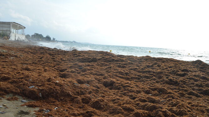Fotos de la alga asi&aacute;tica en la Costa del Sol