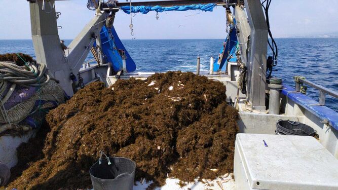 Montones de alga en uno de los barcos de Marbella.