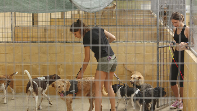 Contaminado Camarada medio Siete animales abandonados cada día en agosto en Málaga
