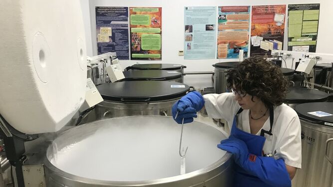 Una técnico de laboratorio prepara el material del contenedor de nitrógeno líquido en el que se almacenarán las muestras