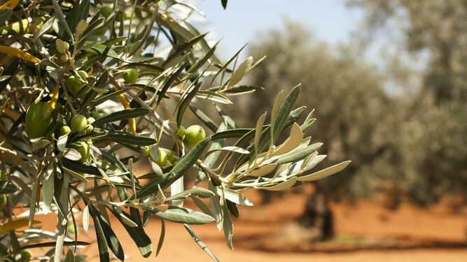 Imagen de ramas de olivar con el fruto