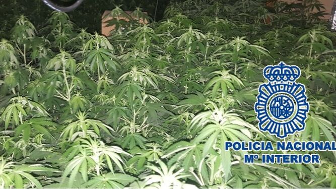 Las plantas de marihuana descubiertas por los agentes en Marbela