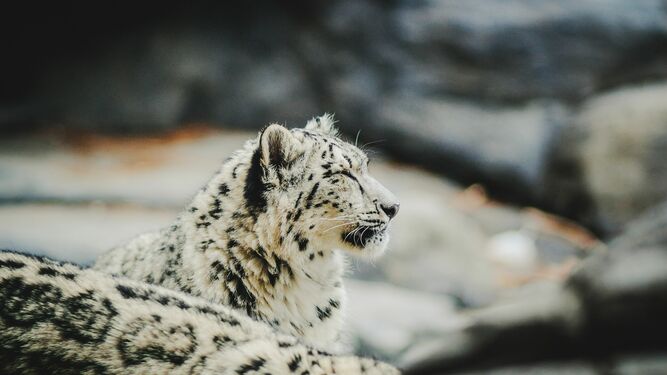 Un leopardo de las nieves