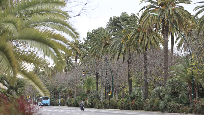 Imagen de las palmeras del Parque de Málaga.