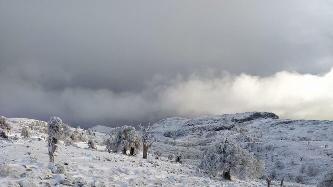 Fotos de la nieve en Ronda, en la subida al Torrecilla