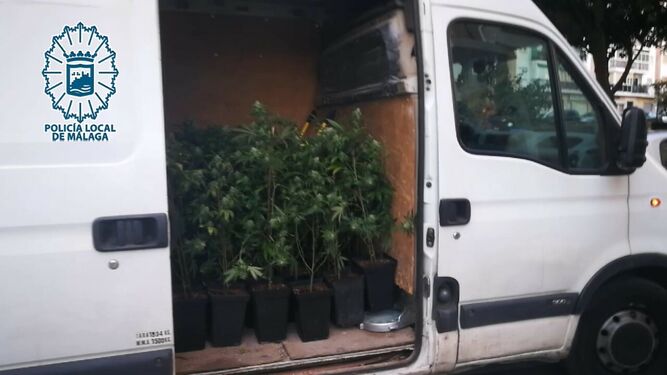 Las plantas de marihuana intervenidas en la furgoneta