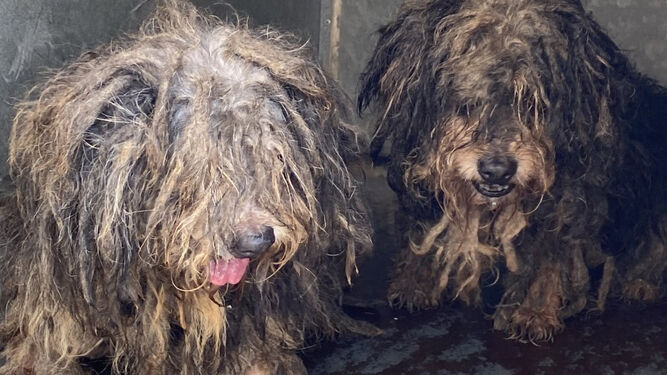 Dos de los perros encontrados en un piso en Málaga.