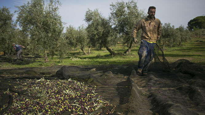 Agricultor recogiendo aceitunas.