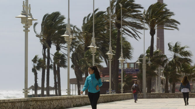 Palmeras agitadas por el viento en el Paseo Marítimo de Málaga capital.
