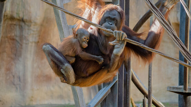 Uno de los orangutanes de Borneo en el Bioparc Fuengirola.