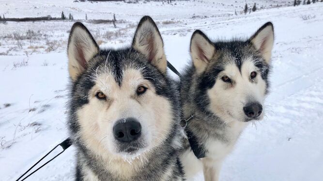 Alaska y Norte, canes malagueños que están cruzando Alaska.