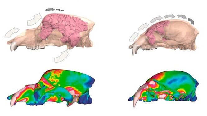 Simulaciones en 3D de la mordida de los osos de las cavernas.