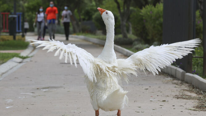 Una oca extiende sus alas en uno de los caminos peatonales de la Laguna de la Barrera.