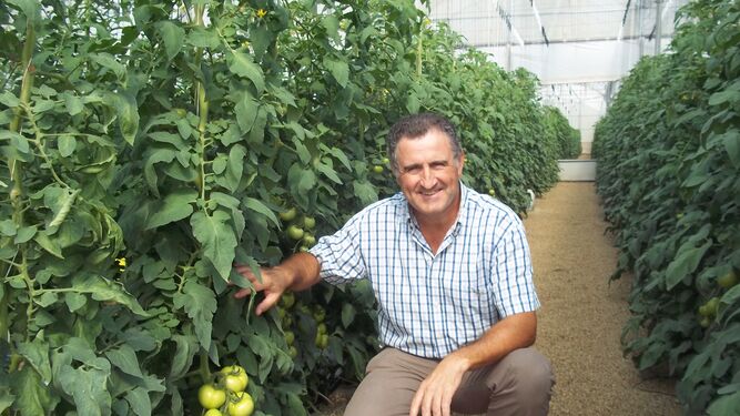 Luis Ortega revisando la plantación de tomate.