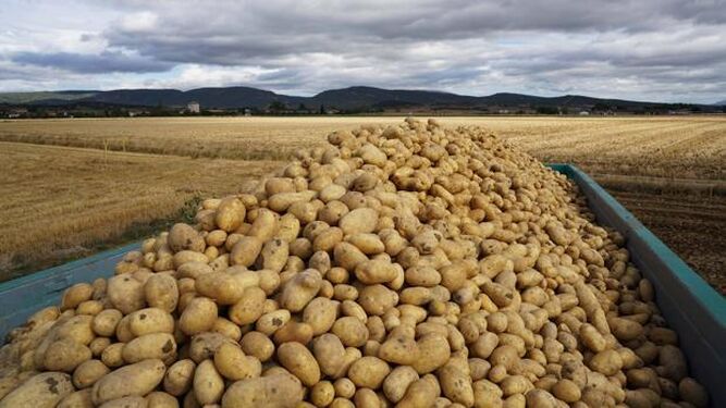 Patatas de origen nacional que vende Mercadona