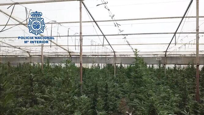 Una de las plantaciones de marihuana halladas por la Policía