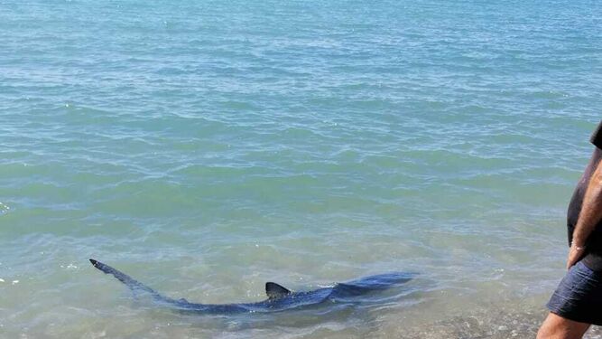 El rescate del tibur&oacute;n a la orilla de una playa de Benalm&aacute;dena, en fotos