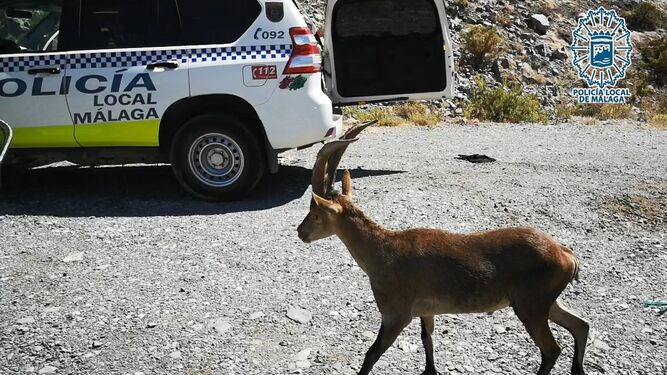 La Policía captura una cabra montés que deambulaba por una carretera en Málaga.