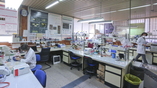 Laboratorios de la Facultad de Ciencias de la UMA a finales del mes de mayo.