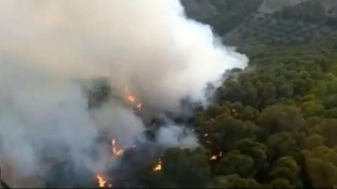 Imagen del incendio forestal declarado en Archidona.