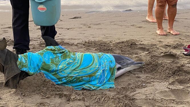 El delfín rescatado en La Misericordia