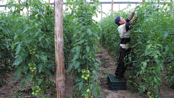 El 70% de la población de Níjar depende del sector agrícola