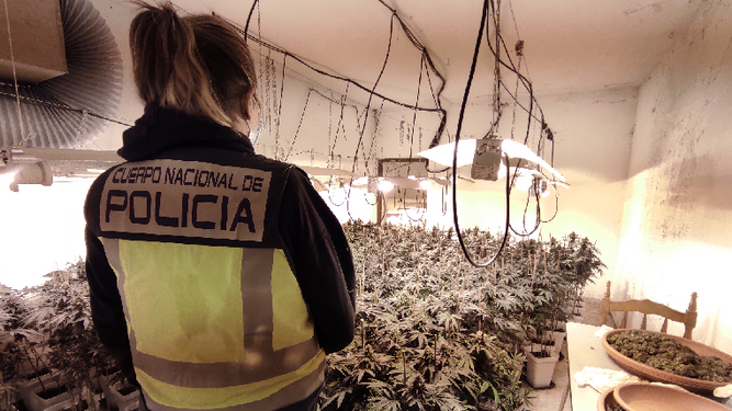 Las plantas marihuana halladas en una venta de Los Montes en Málaga