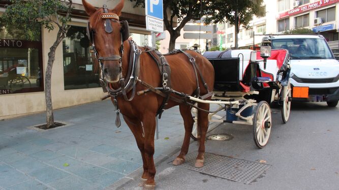Un coche de caballos en la parada situada en la avenida Miguel Cano.