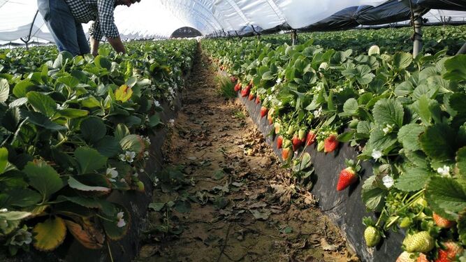 Aplicación de Ecoculture en cultivo de fresas.