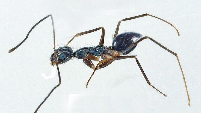Paratrechina longicornis, conocida vulgarmente como "hormiga loca".