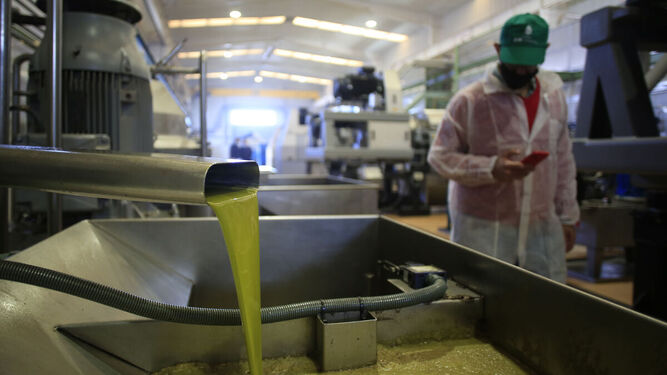 Producción de aceite de oliva en una almazara de Antequera.