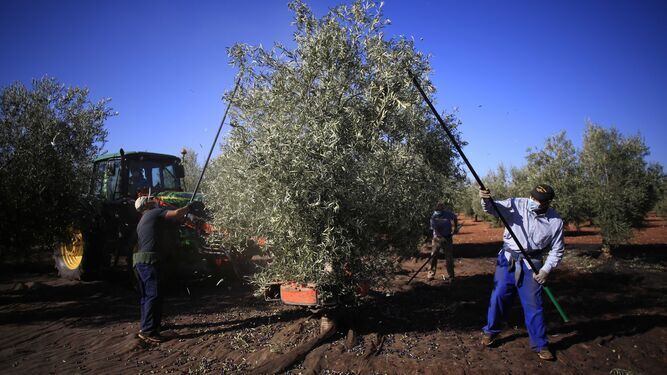 Trabajadores vareando un olivo.