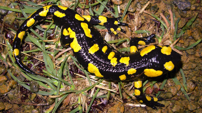 Los colores de la salamandra son un claro aviso de su toxicidad.