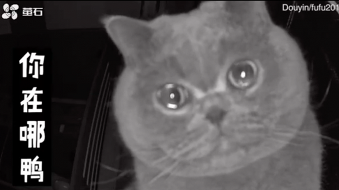 Un gato llora cuando está solo ante las cámaras de seguridad y las imágenes no pueden ser más tiernas