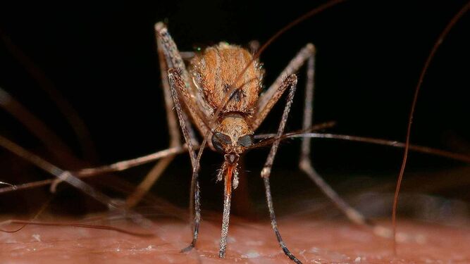 Un mosquito, animal que puede transmitir el virus.