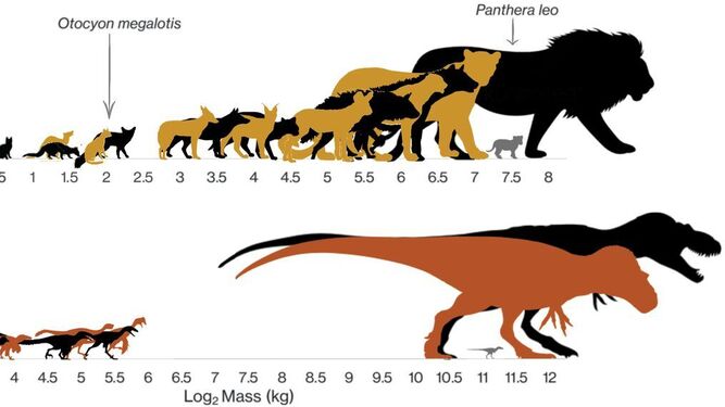 Tamaños de carnívoros mamíferos y de dinosaurios.