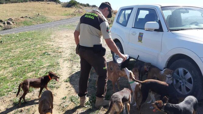 Víctor Villalobos, guarda rural de caza en Churriana, rodeado de perros.