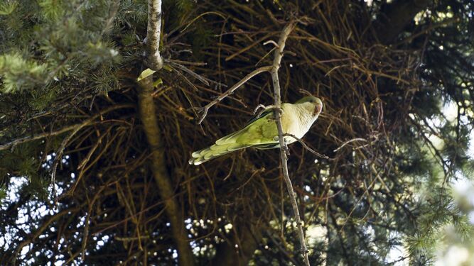 Las cotorras argentinas suelen hacer sus nidos en grupos de palmeras.