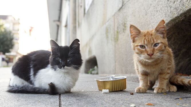 FdCATS destaca que la esterilización de gatos caseros y callejeros lleva a la población felina al equilibrio