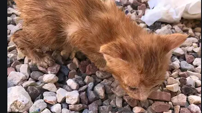 Rescatan a cinco cachorros de gato abandonados en una maleta cerrada herméticamente