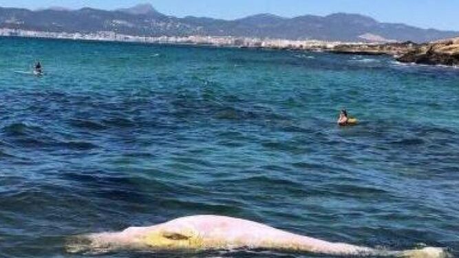 Aparece el cadáver de un cachalote en aguas de Mallorca