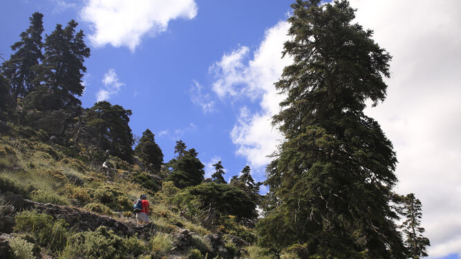 La subida por la Cañada del Cuerno, en la Sierra de las Nieves.
