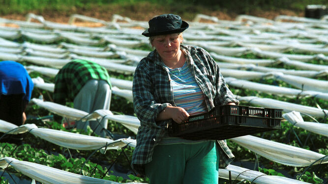 Trabajadoras del campo en la temporada de recogida de la fresa.