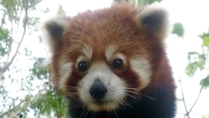 Selwo Aventura recibe un panda rojo macho, una especie en peligro de extinción