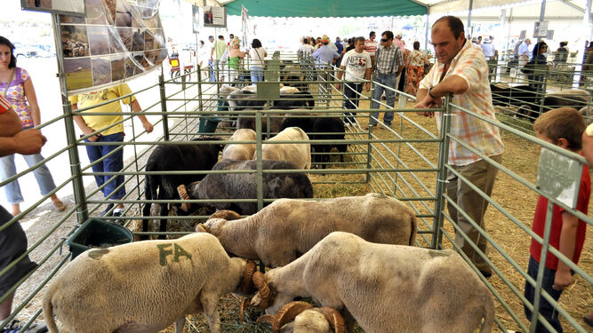 Feria de ganado ovino.